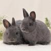 Blue Netherland Dwarf Bunny