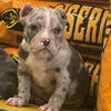 American Bulldog Puppies - $2500