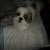 Male Shih tzu puppy