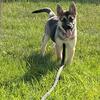 4 month old female German Shepard puppy