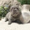 Female Lilac Fluffy AKC French Bulldog!