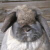 Holland Lop show Rabbit