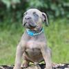Rare DILUTED Blue and Tan Cane Corso Italian mastiff Minnesota Iowa Wisconsin Illinois south Dakota north Dakota
