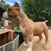 AMERICAN BULLY PUPPIES