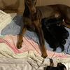 AKC Registered Doberman Puppies