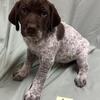 German Shorthaired Pointer Puppies FOR SALE