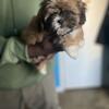 Purebred Shih Tzu 