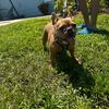 Female French bulldog