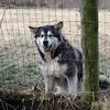 4 YR Old Spayed Female Alaskan Malamute Needs No Cat Home