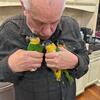 Caique Parrot 