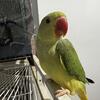 Indian Ringneck 