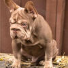 Rojo and tan big rope MALE French bulldog