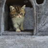 Exotic Shorthair Male Black Tabby and White Kitten
