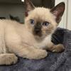 Siamese kittens ready for rehoming