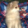 Purebred thick coat Pomeranian Puppy
