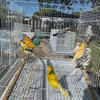 Canaries for sale