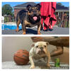 FEMALE English Bulldog updated