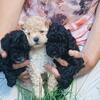 Toy Poodle Babies 