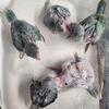 Exotic birds Ringnecks