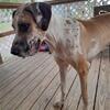 GOOFY BUT BEAUTIFUL GREAT DANE 