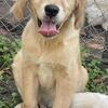 English Cream Retriever Puppies- New pictures 10/15