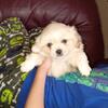 PEKINGESE/POODLE MIX
