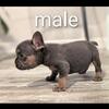 French Bulldog Puppies