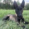 Belgian Malinois Puppy 