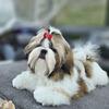 Shih Tzu girl 7 months
