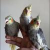 Baby cockatiels