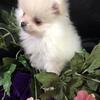 Cuddles Pomeranian female puppy