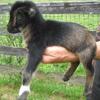 ALL HAVE BEEN SOLD 2024 Nigerian Dwarf Goat doelings still available