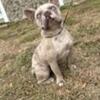 Lilac merle french bulldog