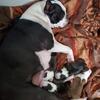 Boston Terrier puppies for sale