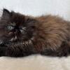 Tortoiseshell Persian female kitten 