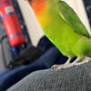 Three Sibling Lovebirds for Sale – Peekskill, NY