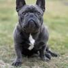 Stud Services Solid Blue French Bulldog & Blue with tan points.