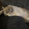 Ragdoll, Scottish Folds & Persians adorable, loving and playful. Kittens that will melt your heart.