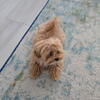 Teacup Maltipoo