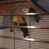 baby lovebirds / loritos de amor 