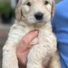 Female Goldendoodle Ready Now
