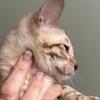 Bengal kittens available TICA registered