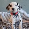 Dalmatian puppys