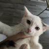 7 week old kittens looking for forever home