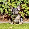 Akc - French Bulldog Puppy - Black & Tan Merle Male Carries Fluffy