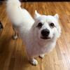 7 years old male American Eskimo needs kind home