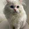 White doll faced Persian