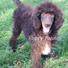 AKC Brown Standard Poodle Female. Meet Margret 
