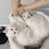 Bonded Pedigree Ragdoll Brother Kittens