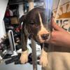 XL American bully puppies 